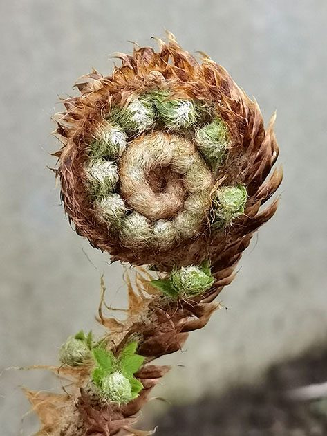 Dryopteris filix-mas